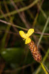 Carolina yelloweyed grass